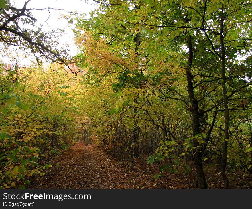 Plant, Natural landscape, Twig, People in nature, Trunk, Wood