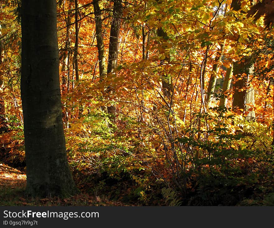 Brown, Plant, Plant community, Ecoregion, Natural landscape, Wood