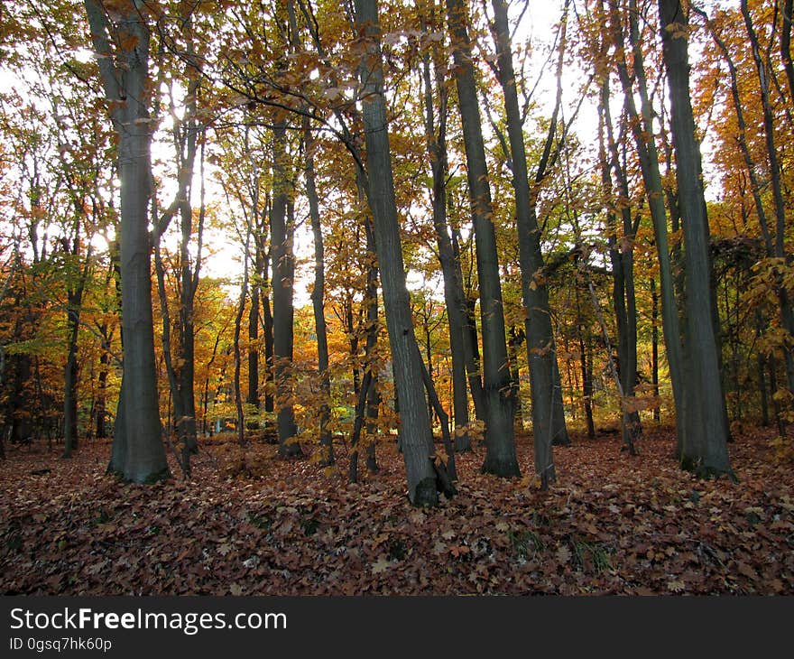 Brown, Plant community, Natural landscape, Wood, People in nature, Trunk