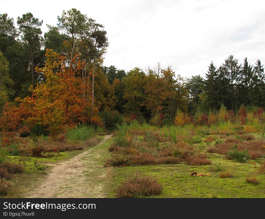 Plant, Sky, Plant community, Natural landscape, Tree, Grass