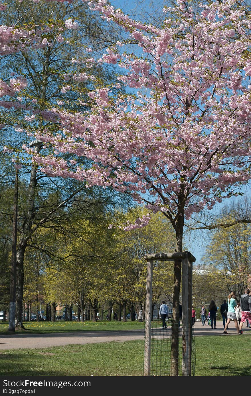 Cherry blossom in “Uzvaras parks” &#x28;“Victory park”&#x29;, Riga, Latvia.