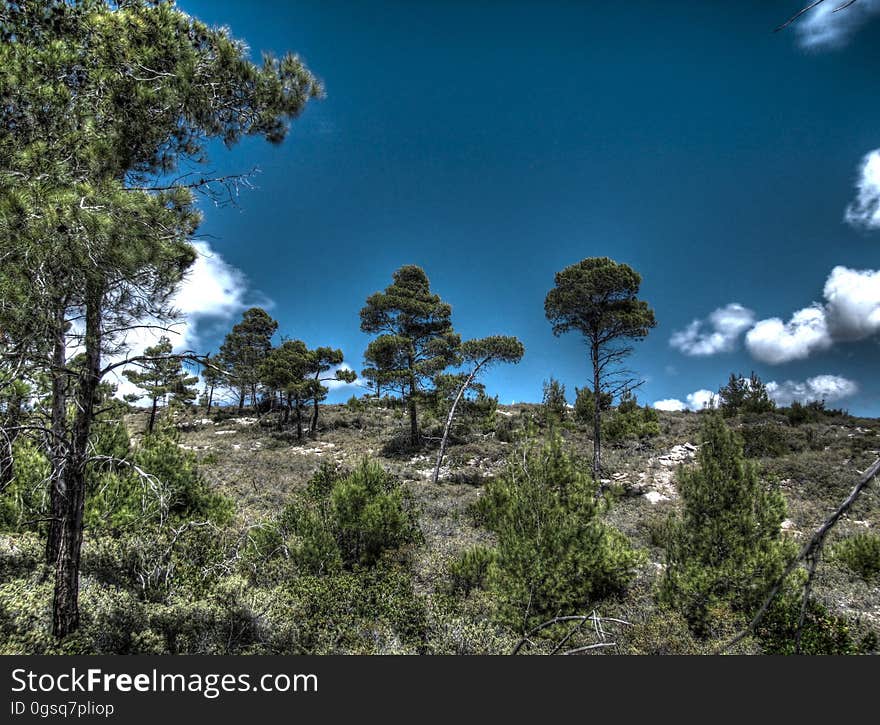 Cloud, Sky, Plant, Plant community, Tree, Natural landscape