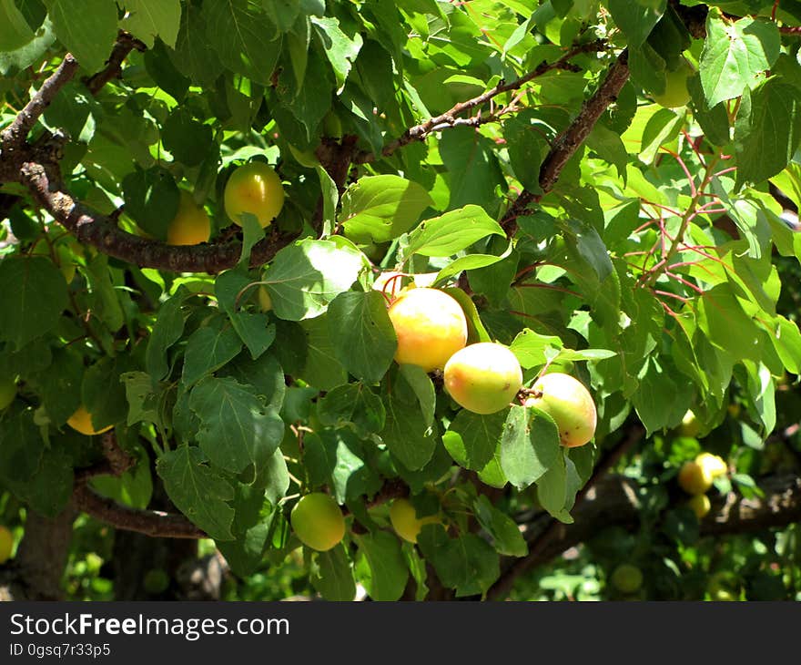 Plant, Tangelo, Valencia orange, Rangpur, Bitter orange, Orange