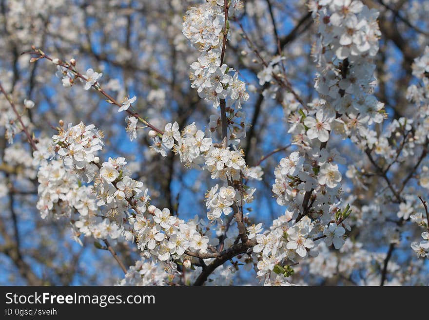 Cherry blossom in Riga, Latvia.