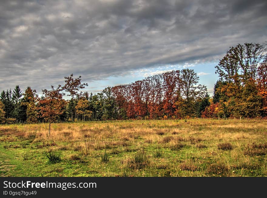 Cloud, Plant, Sky, Natural landscape, Tree, Wood