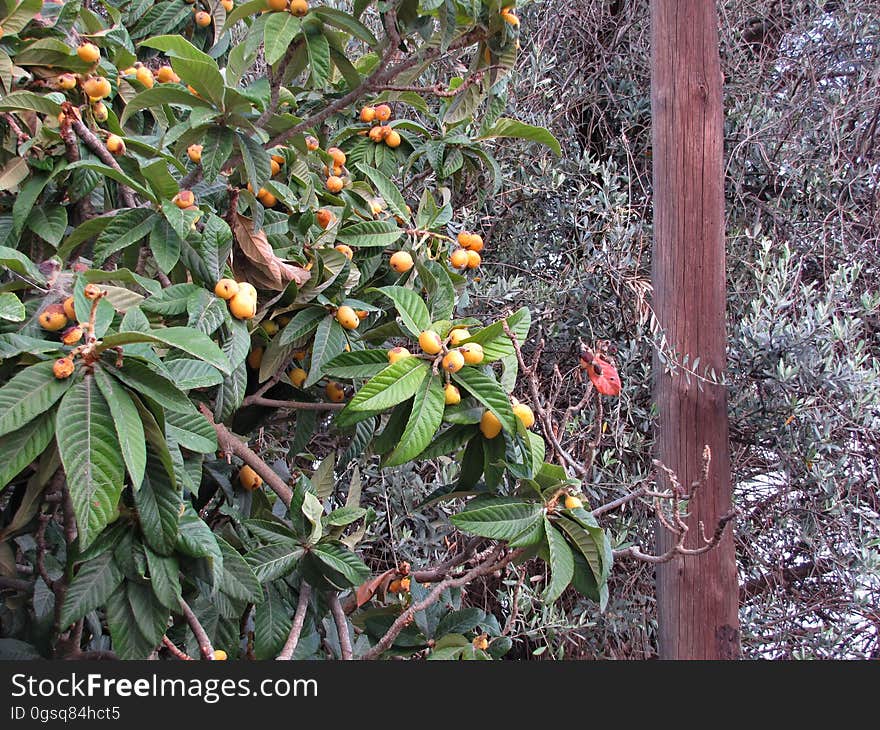 Japanse wolmispel -- loquat -- Eriobotrya japonica