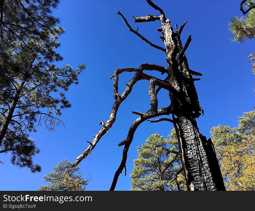 Behold The Ponderosa Pine Monster