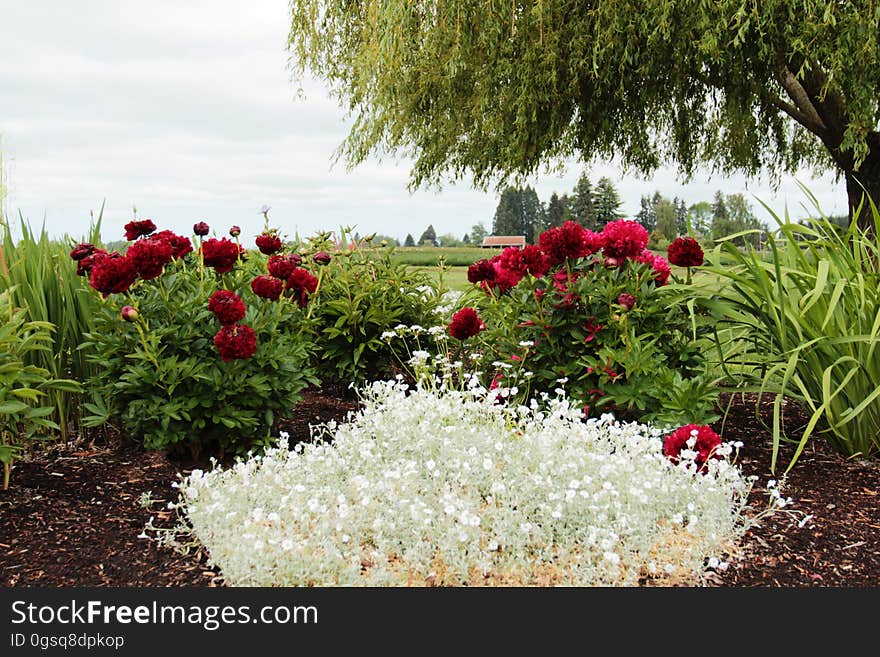 Springtime blooms, peony. Springtime blooms, peony.