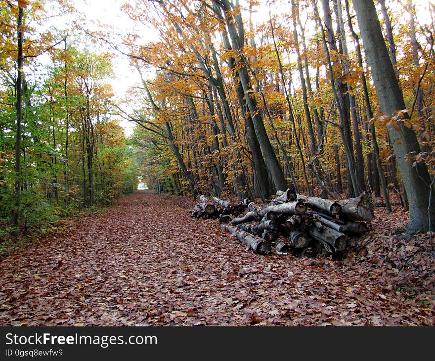 Plant, Plant community, Wood, Natural landscape, Branch, Tree