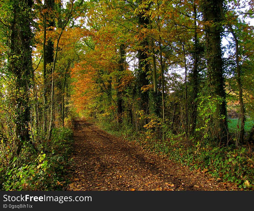 Plant, Wood, Trunk, Natural landscape, Tree, Biome