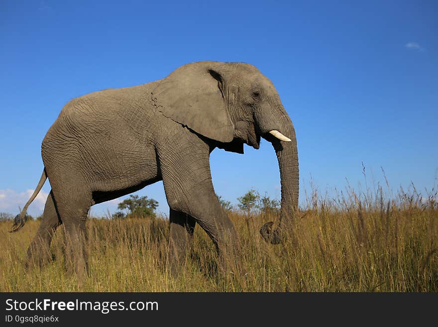 African Bush Elephants