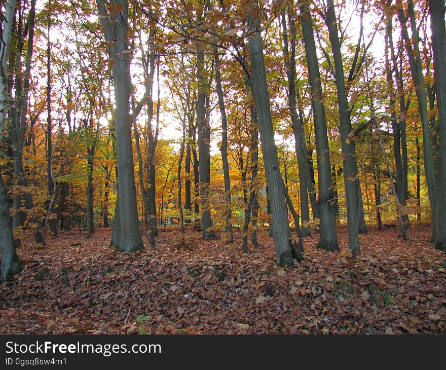 Plant community, Plant, Natural landscape, People in nature, Wood, Twig