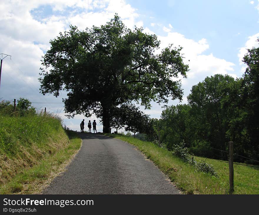 Cloud, Sky, Plant, Tree, Leaf, Natural landscape