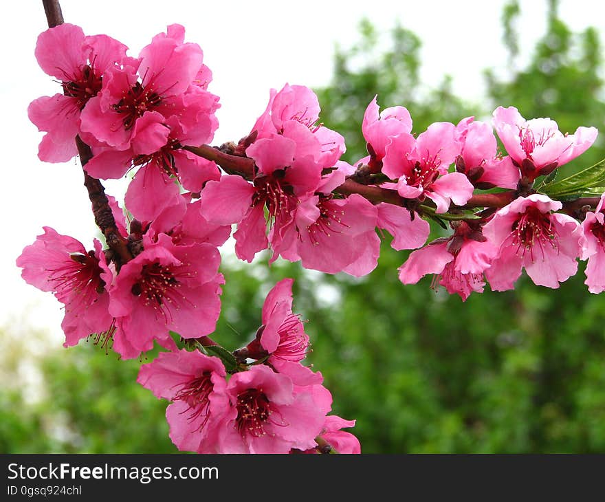 pink fruit tree blossoms 6