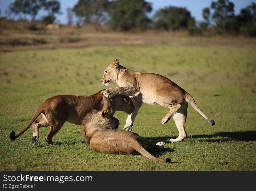 Lion cubs play fighting