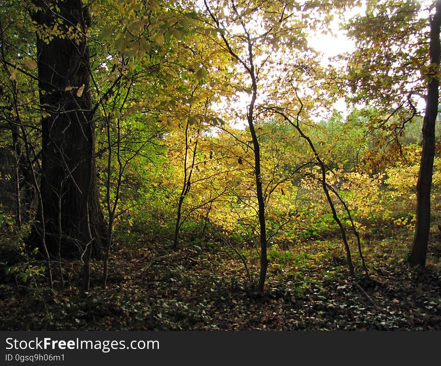 Plant, People in nature, Wood, Twig, Tree, Trunk