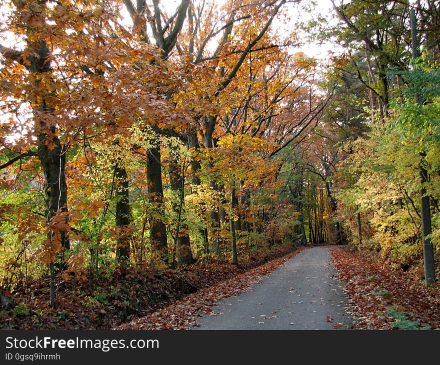 Plant, Natural landscape, Twig, Wood, Road surface, Trunk