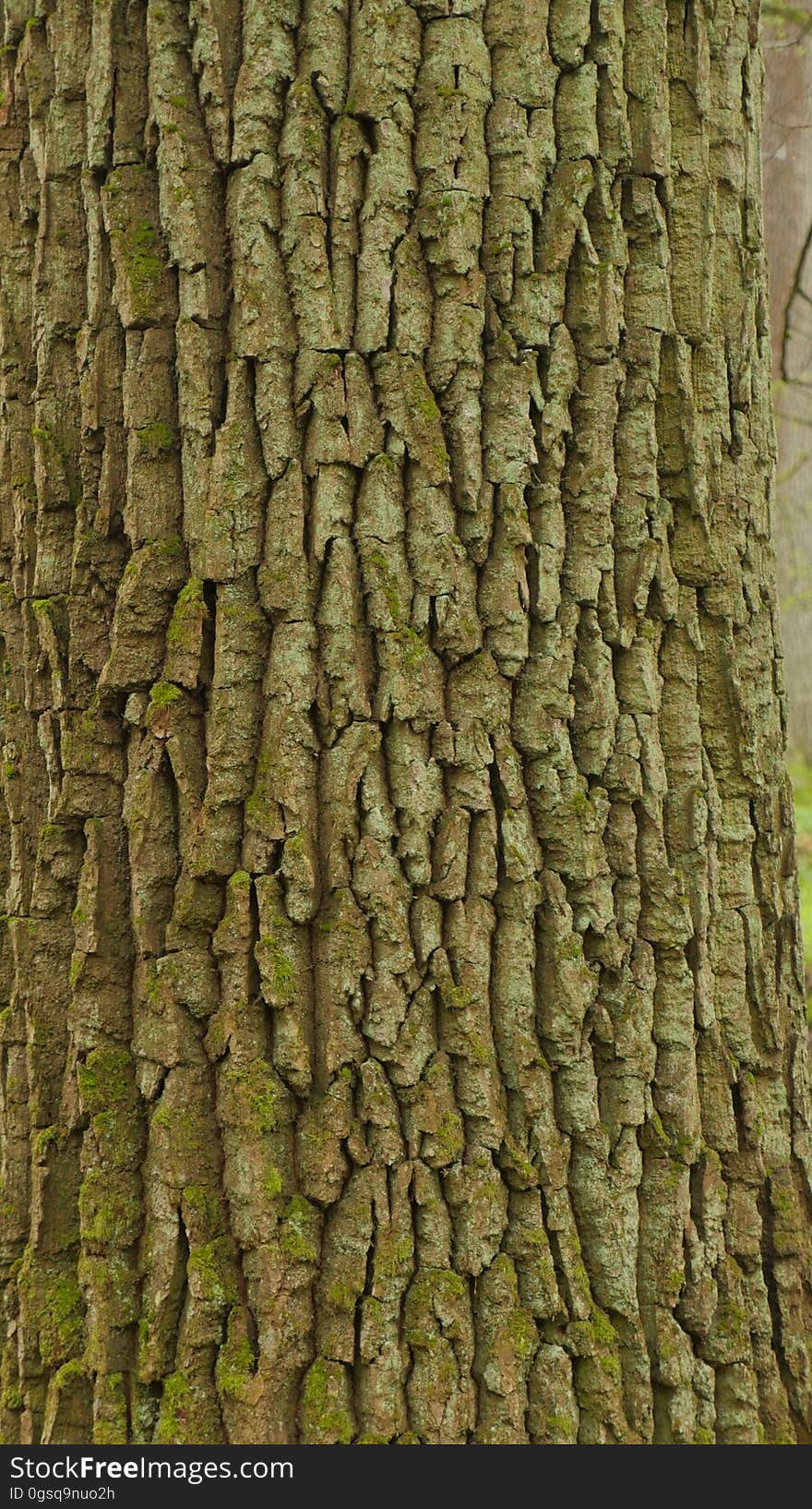 Tree bark