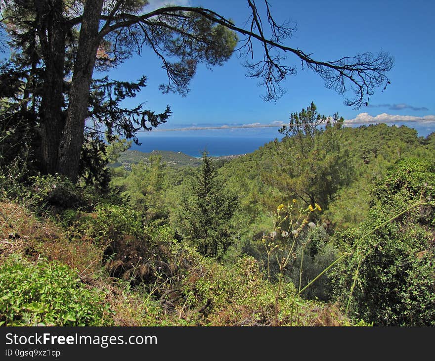 Sky, Plant, Water, Natural landscape, Tree, Terrestrial plant