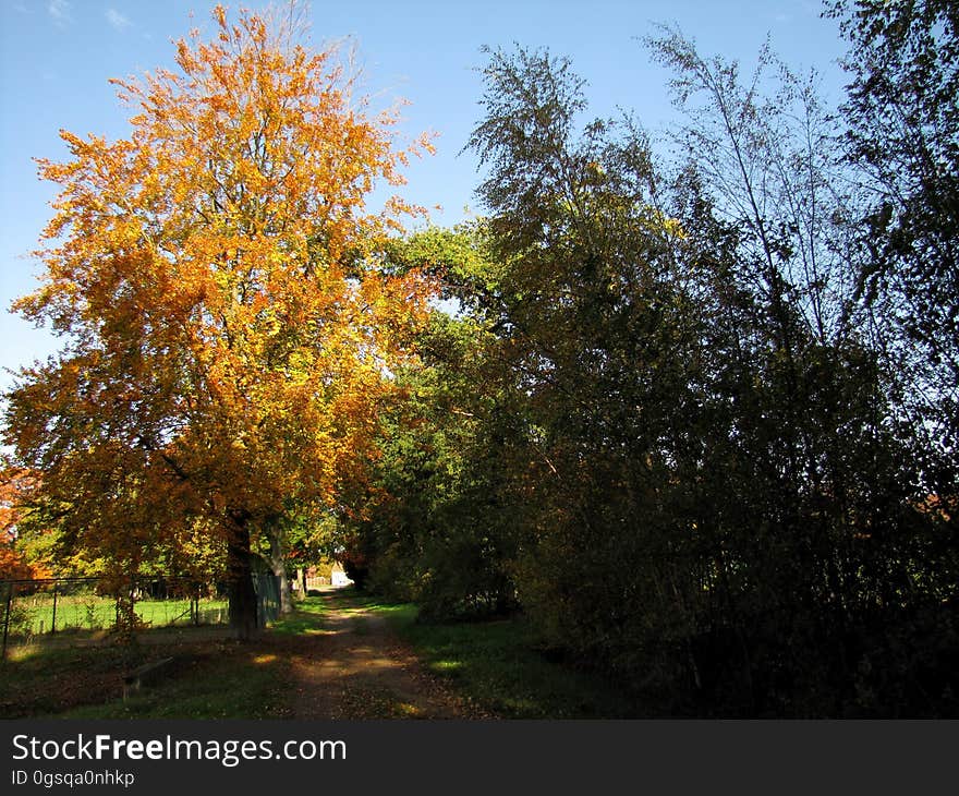 Plant, Sky, Tree, Branch, Natural landscape, Twig