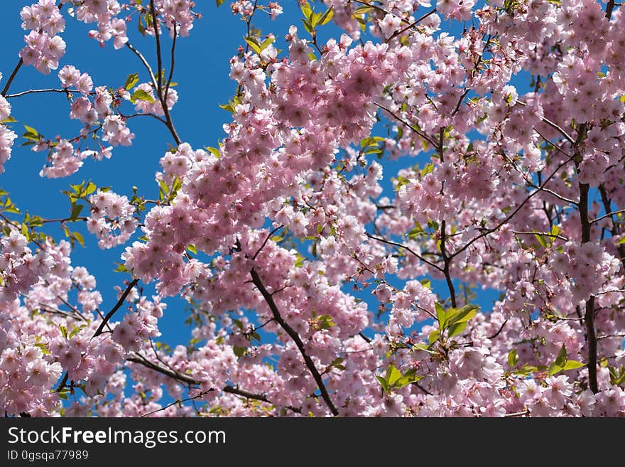 Cherry blossom in “Uzvaras parks” &#x28;“Victory park”&#x29;, Riga, Latvia.