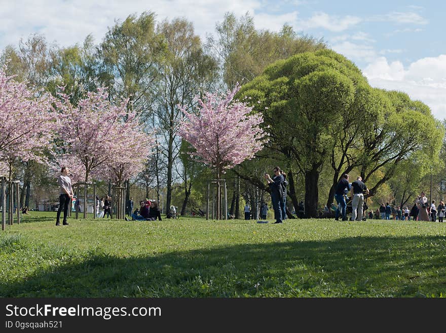 Cherry blossom in “Uzvaras parks” &#x28;“Victory park”&#x29;, Riga, Latvia.