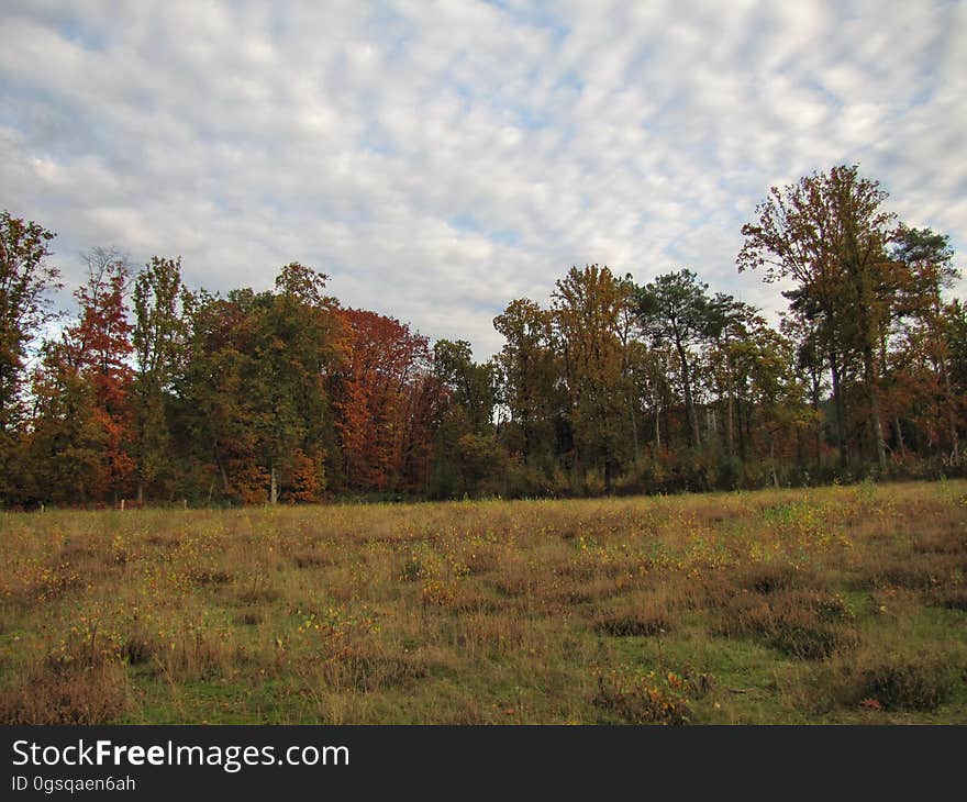 Cloud, Sky, Plant, Tree, Branch, Natural landscape