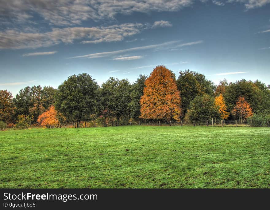 Sky, Cloud, Plant, Atmosphere, Natural landscape, Tree