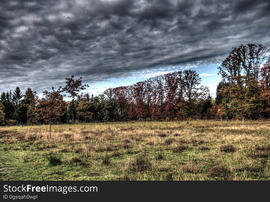 Cloud, Plant, Sky, Branch, Natural landscape, Wood