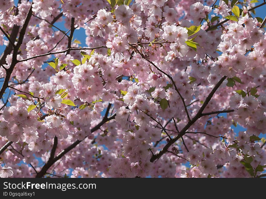 Cherry blossom in “Uzvaras parks” &#x28;“Victory park”&#x29;, Riga, Latvia.