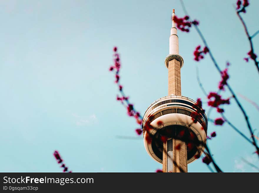 Amusement park tower ride through branches with spring buds.