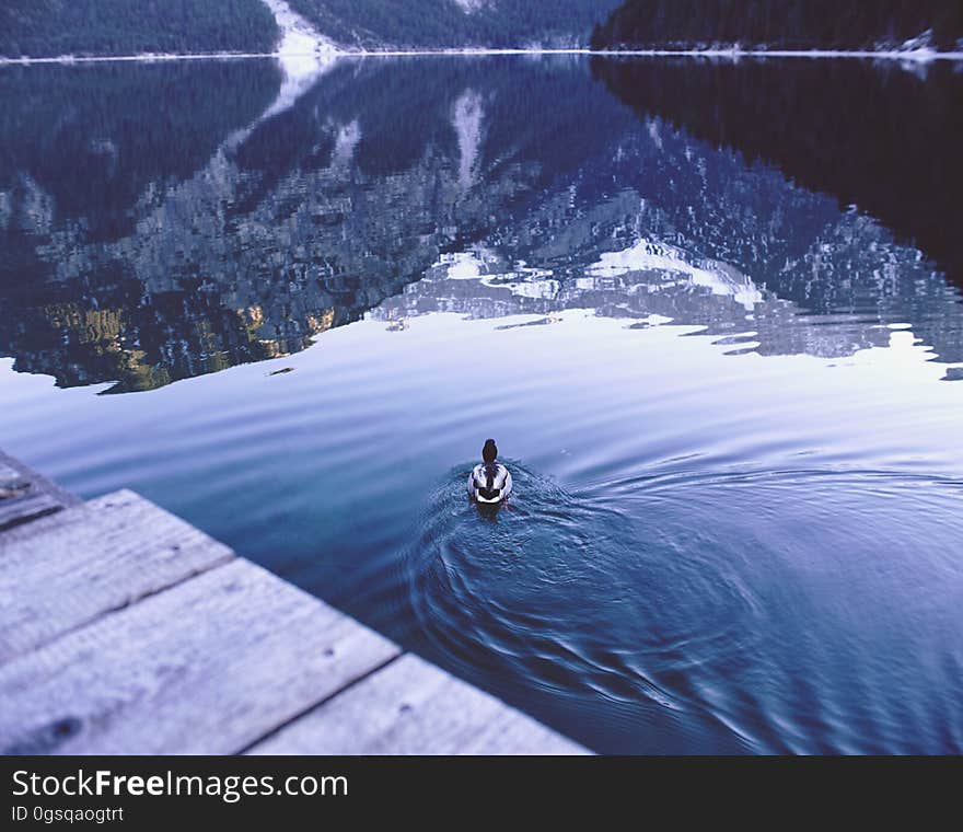 Duck floating on lake next to rustic wooden pier. Duck floating on lake next to rustic wooden pier.