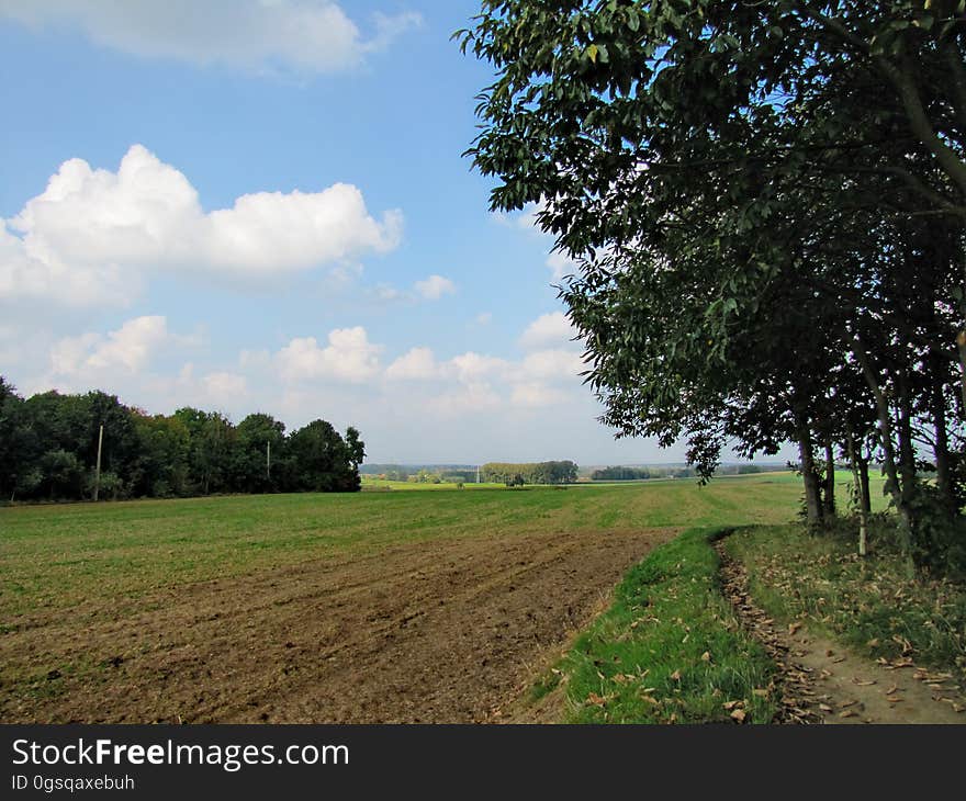 Cloud, Plant, Sky, Natural landscape, Tree, Vegetation