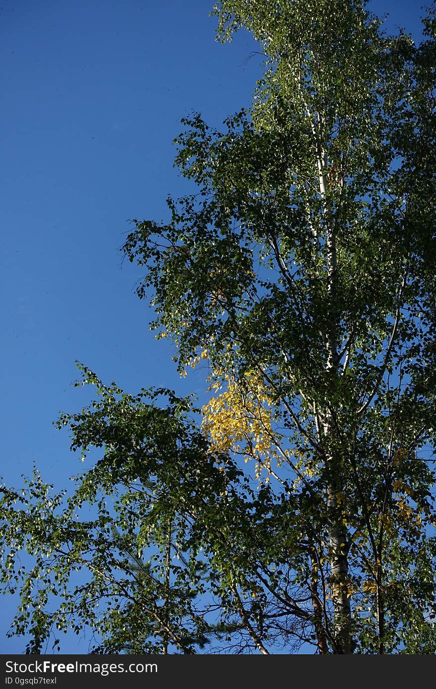 Sky, Twig, Tree, Trunk, Deciduous, Natural landscape