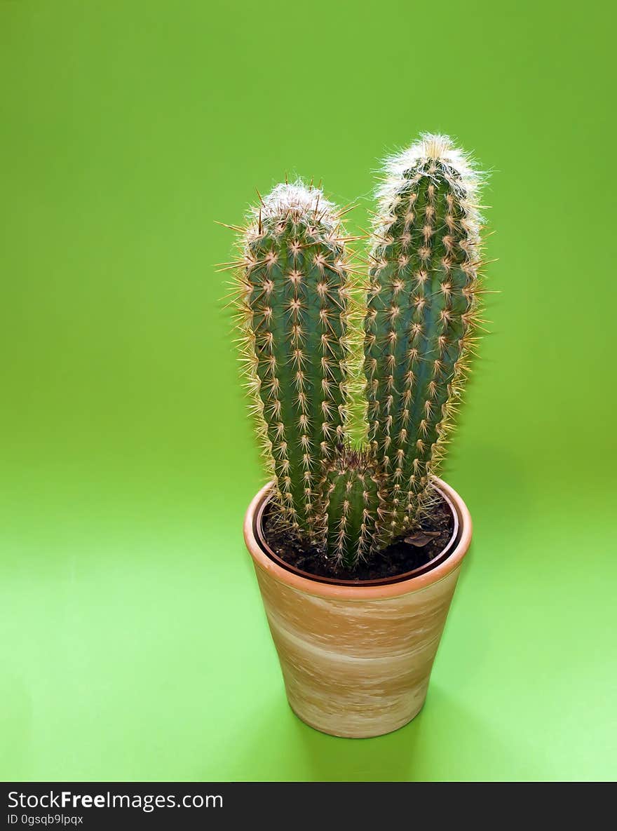 Cactus Plant on Brown Pot