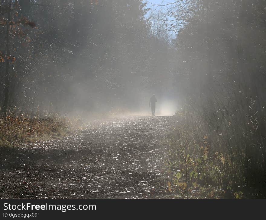 Silhouette of man walking on foggy path through forest. Silhouette of man walking on foggy path through forest.