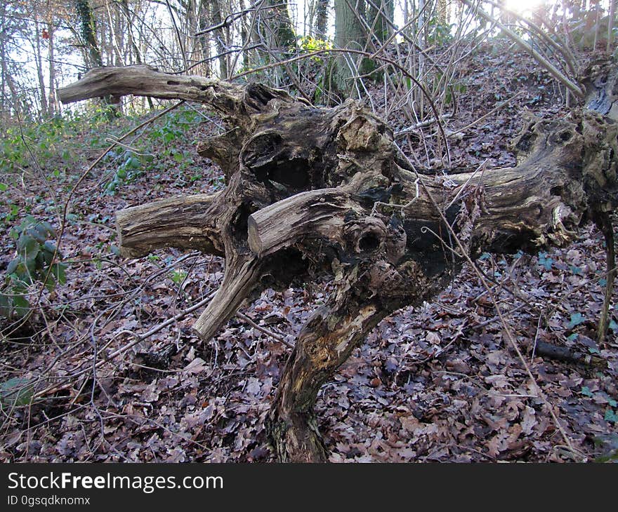 Plant, Wood, Branch, Twig, Natural landscape, Tree