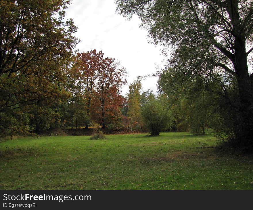 Plant, Sky, Natural landscape, Tree, Shade, Grass