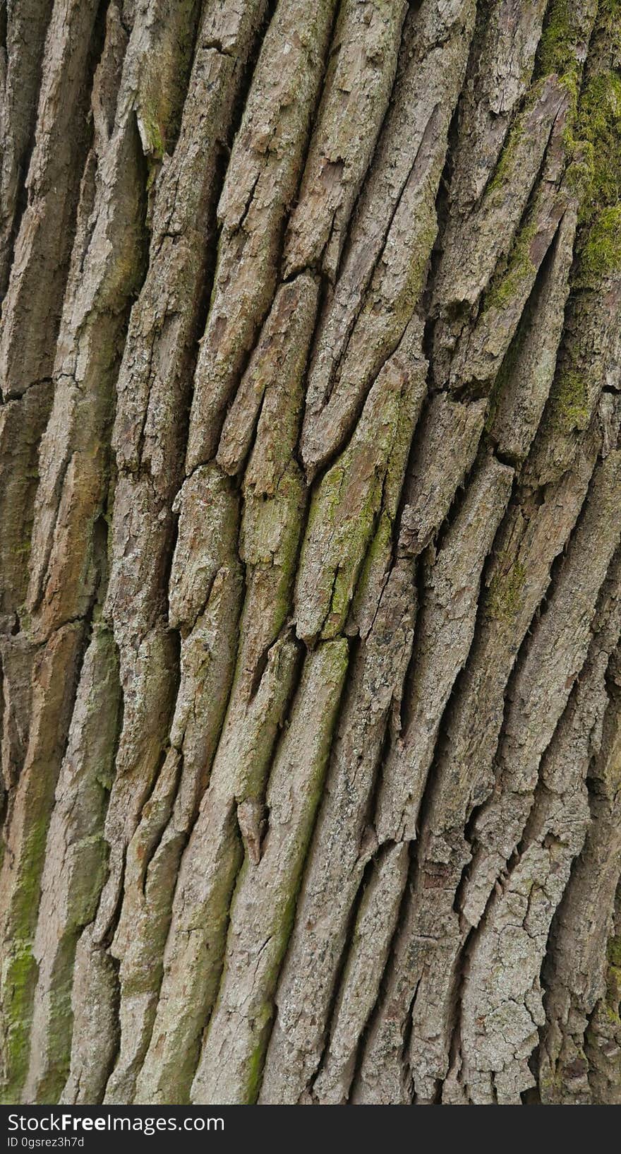 Tree bark