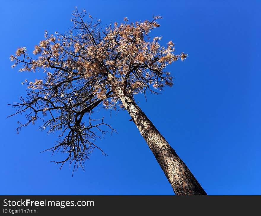 Tiny bugs kill trees a thousand times their size. Tiny bugs kill trees a thousand times their size