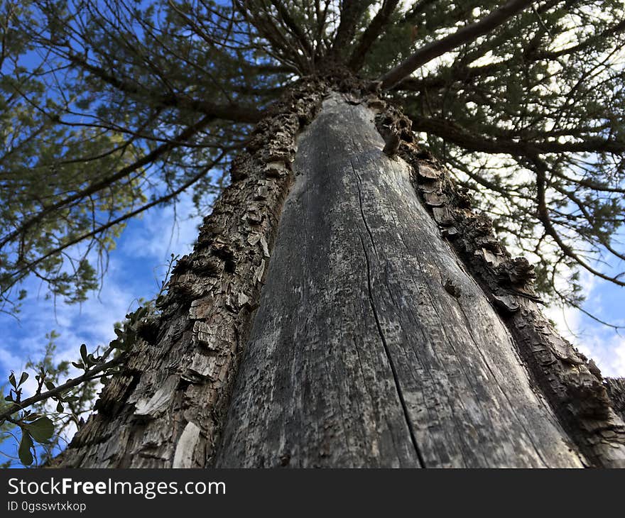 Looking Up the Juniper