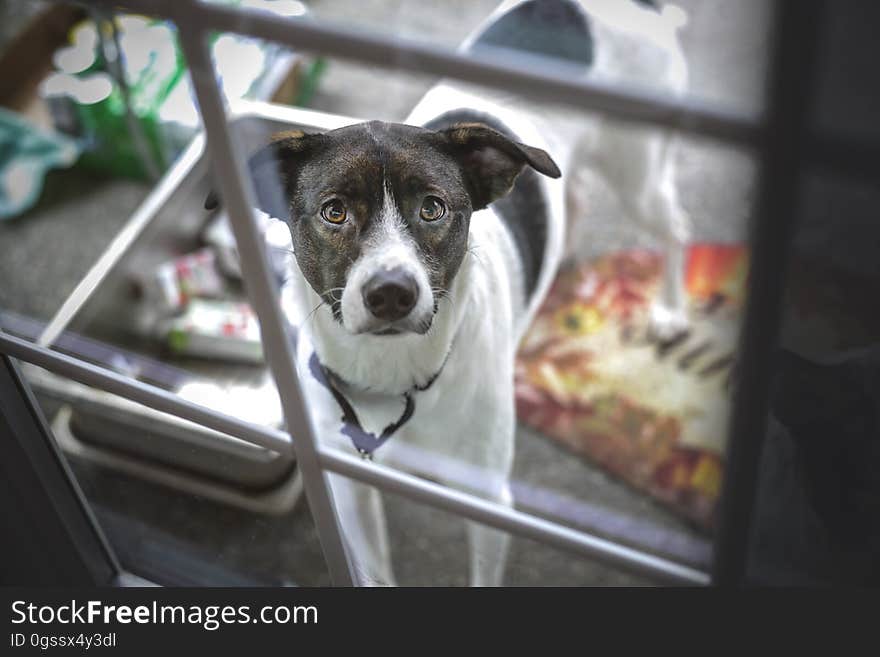 A dog looking through the window. A dog looking through the window.