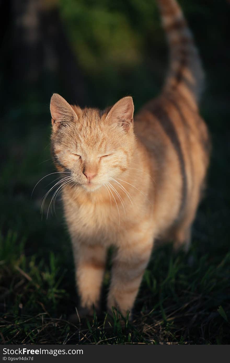 Cute Cat Portrait Outdoor