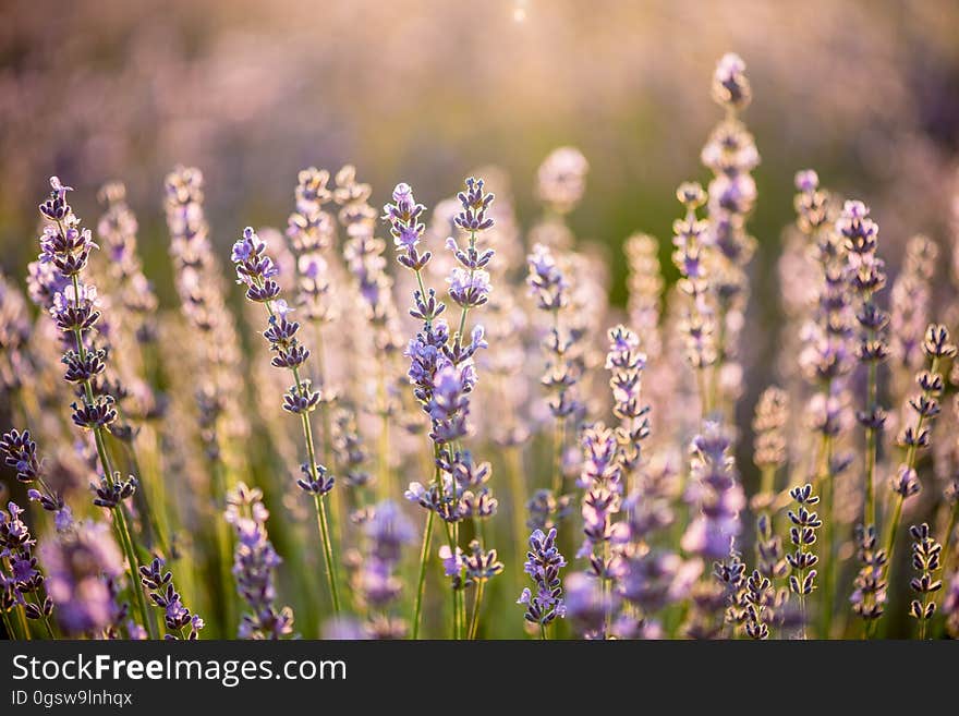 Lavender Filed, Close Up Lavender Flower