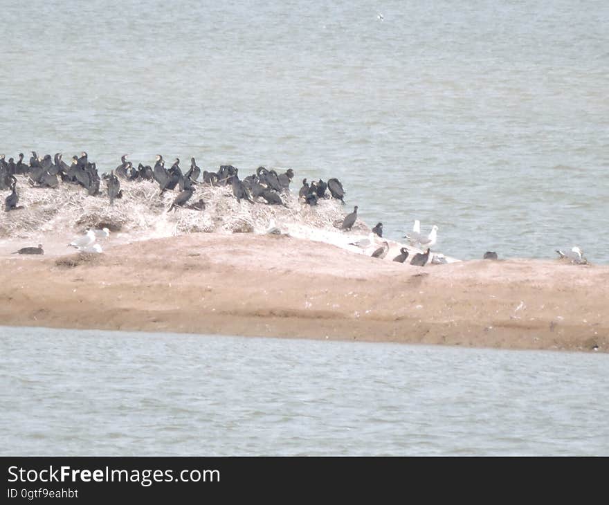 Water, Bird, Vertebrate, Lake, Beak, Beach