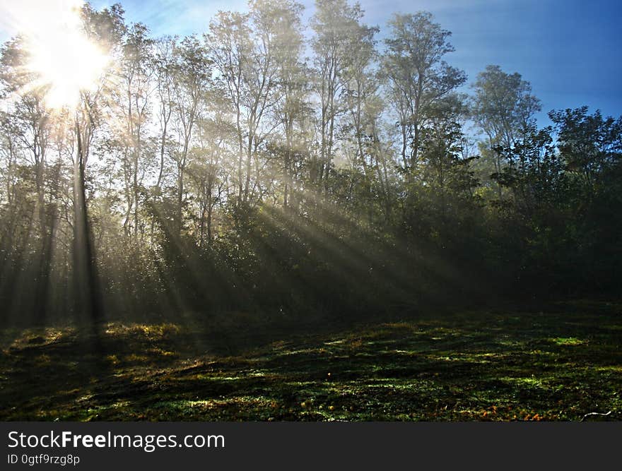 Sunlight Piercing Through Green Tall Trees during Daytime