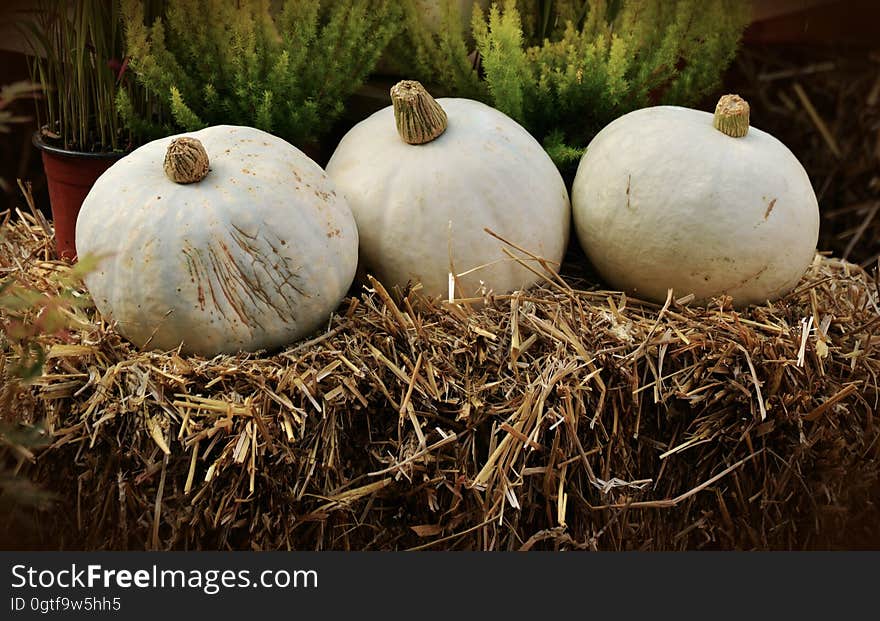 White Round Vegetable Piled on Hay Near Green Leaf Plant