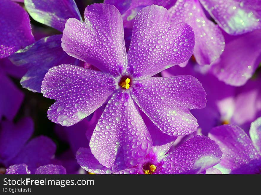 A close up of blue or violet flowers with raindrops. A close up of blue or violet flowers with raindrops.