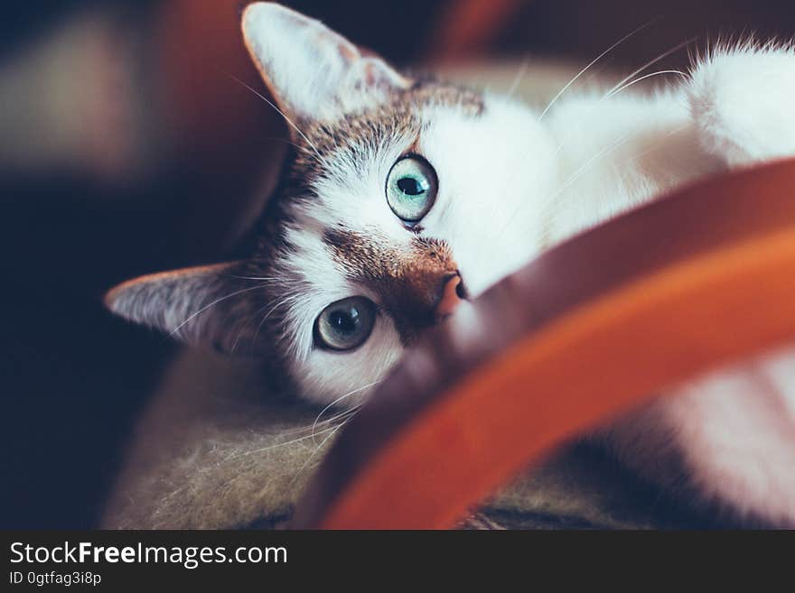 A cat with blue eyes lying on a chair looking at the camera. A cat with blue eyes lying on a chair looking at the camera.