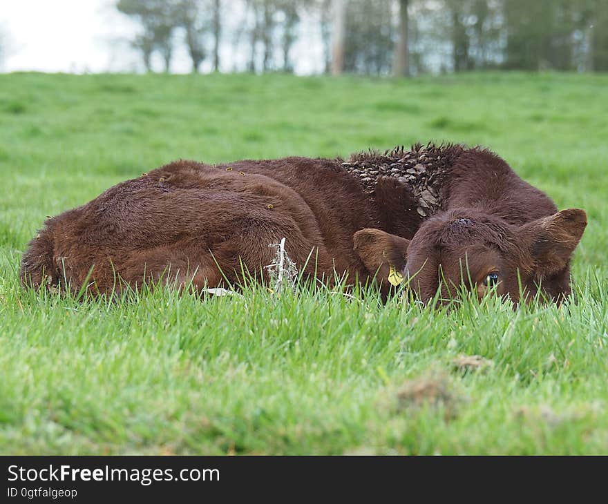 Brown Cow Lying on Green Grass